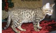Бенгальский котик-леопардик